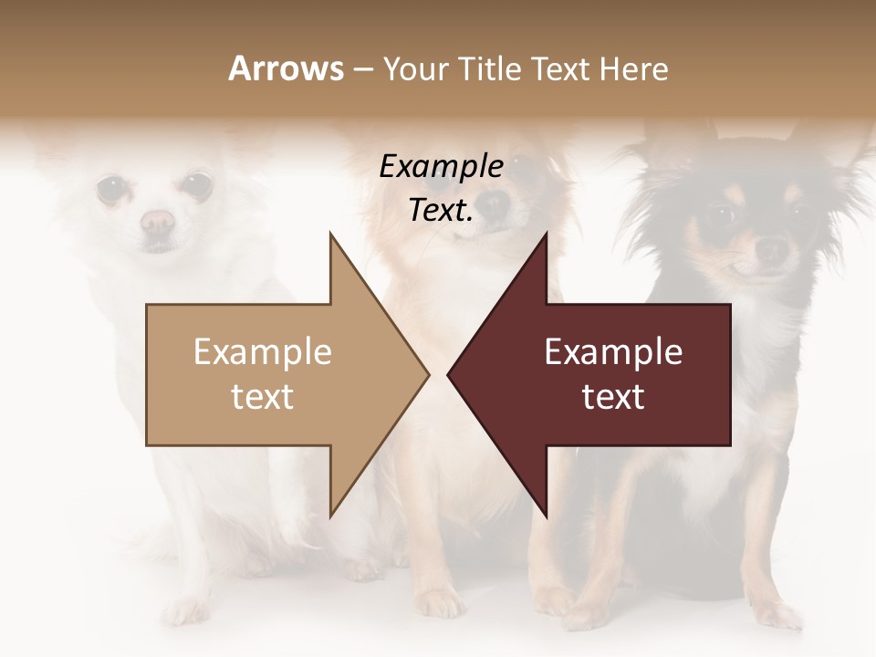 Chihuahua Dog On White Background PowerPoint Template