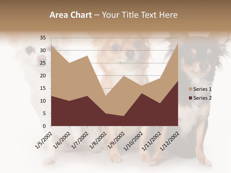 Chihuahua Dog On White Background PowerPoint Template