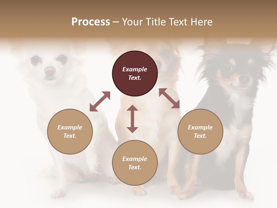 Chihuahua Dog On White Background PowerPoint Template