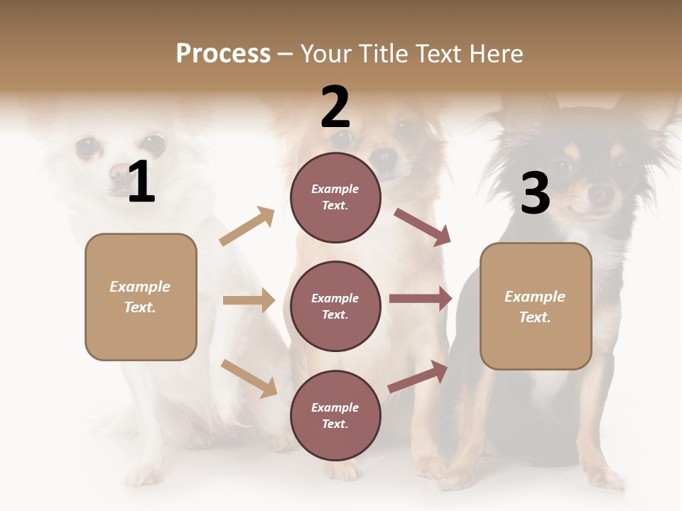 Chihuahua Dog On White Background PowerPoint Template