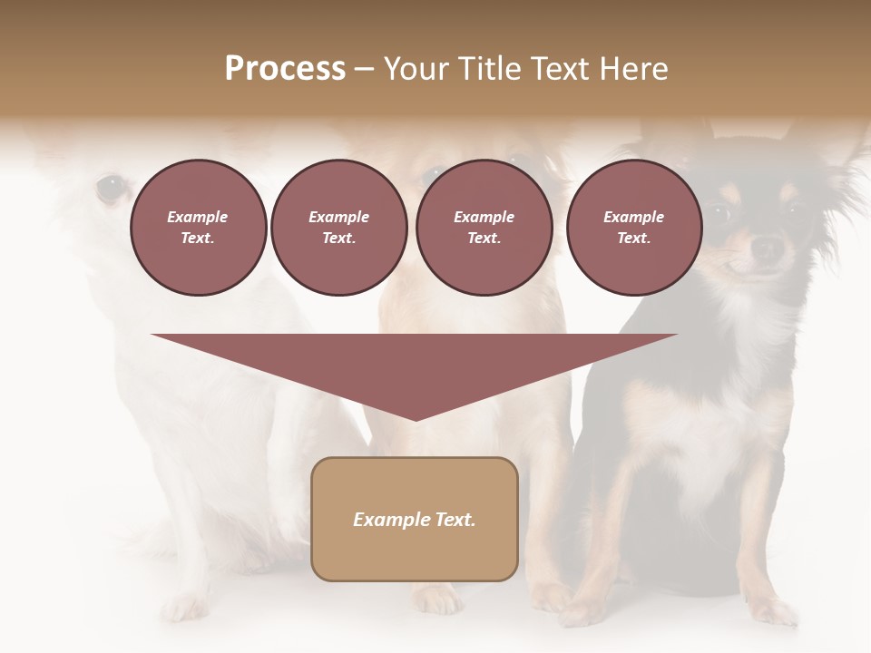 Chihuahua Dog On White Background PowerPoint Template