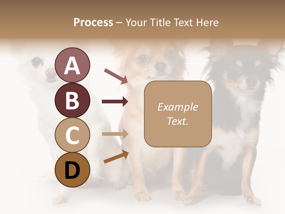 Chihuahua Dog On White Background PowerPoint Template