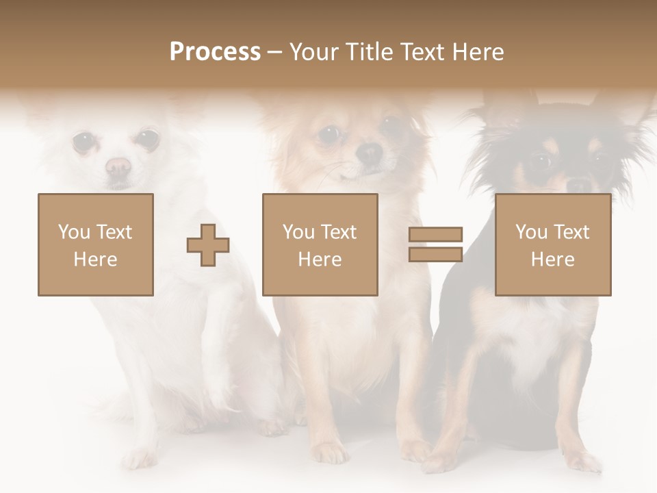 Chihuahua Dog On White Background PowerPoint Template