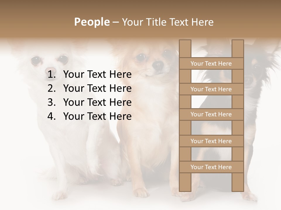 Chihuahua Dog On White Background PowerPoint Template