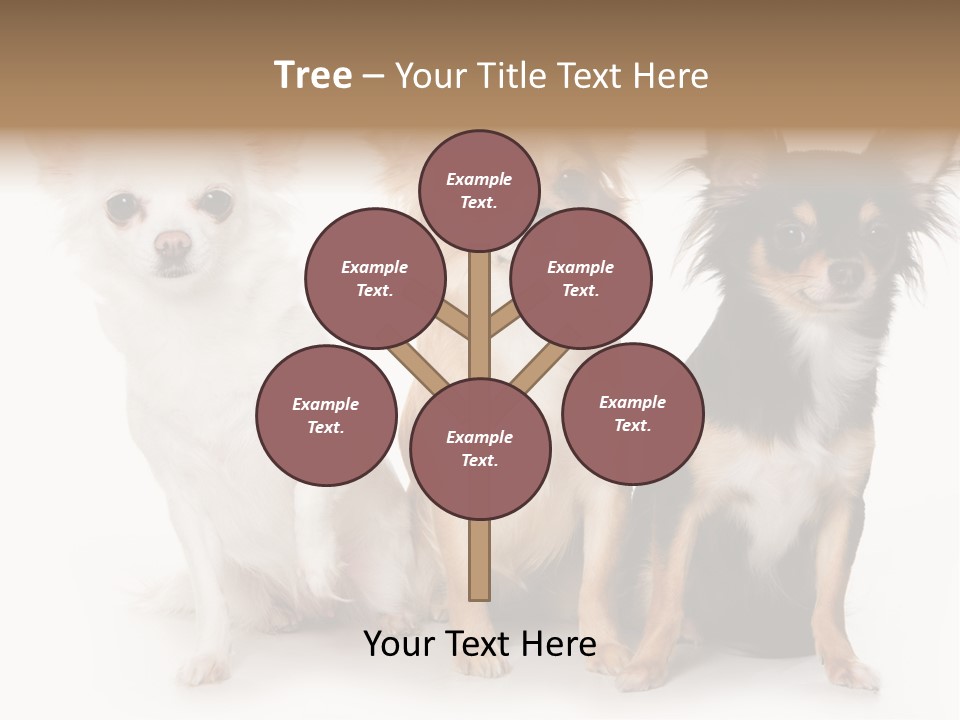 Chihuahua Dog On White Background PowerPoint Template