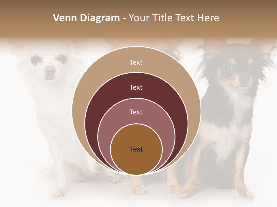 Chihuahua Dog On White Background PowerPoint Template