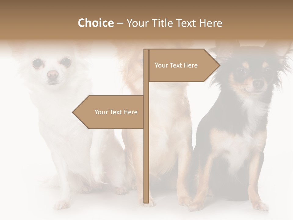 Chihuahua Dog On White Background PowerPoint Template