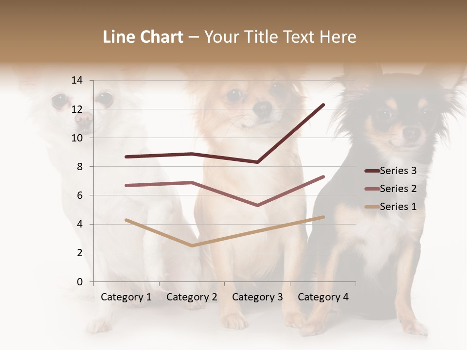 Chihuahua Dog On White Background PowerPoint Template