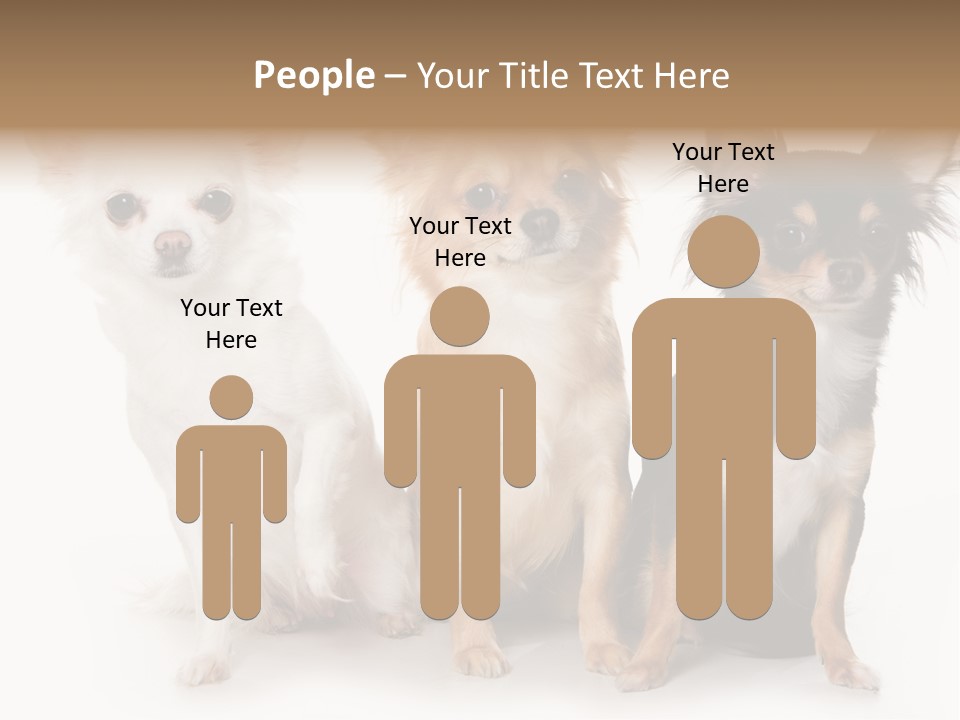 Chihuahua Dog On White Background PowerPoint Template