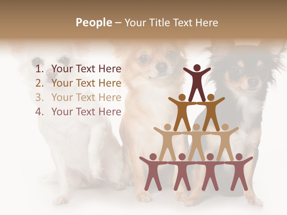 Chihuahua Dog On White Background PowerPoint Template