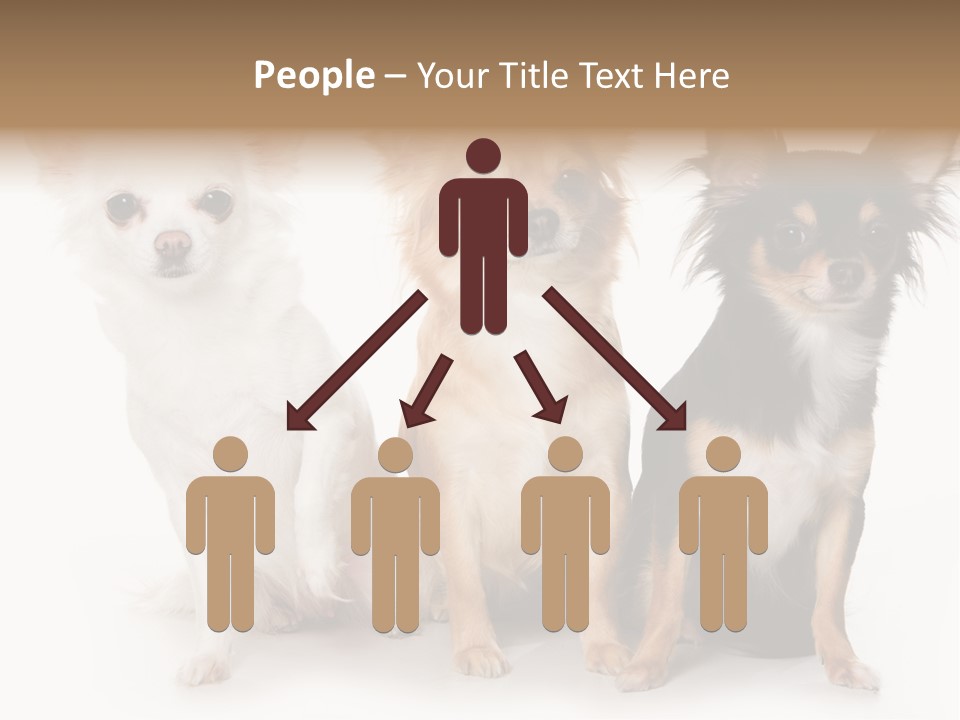 Chihuahua Dog On White Background PowerPoint Template