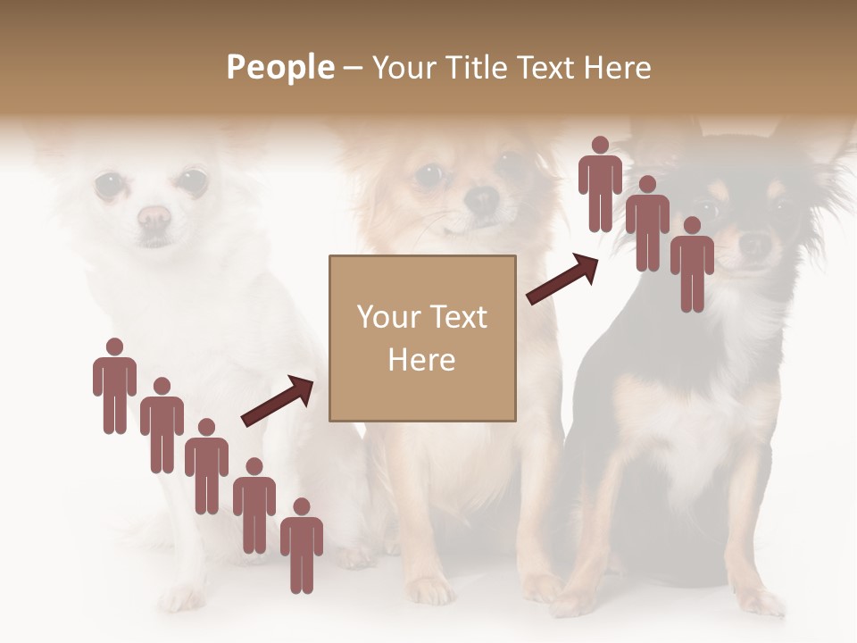 Chihuahua Dog On White Background PowerPoint Template