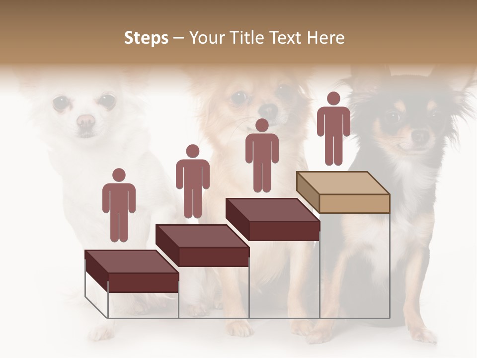 Chihuahua Dog On White Background PowerPoint Template