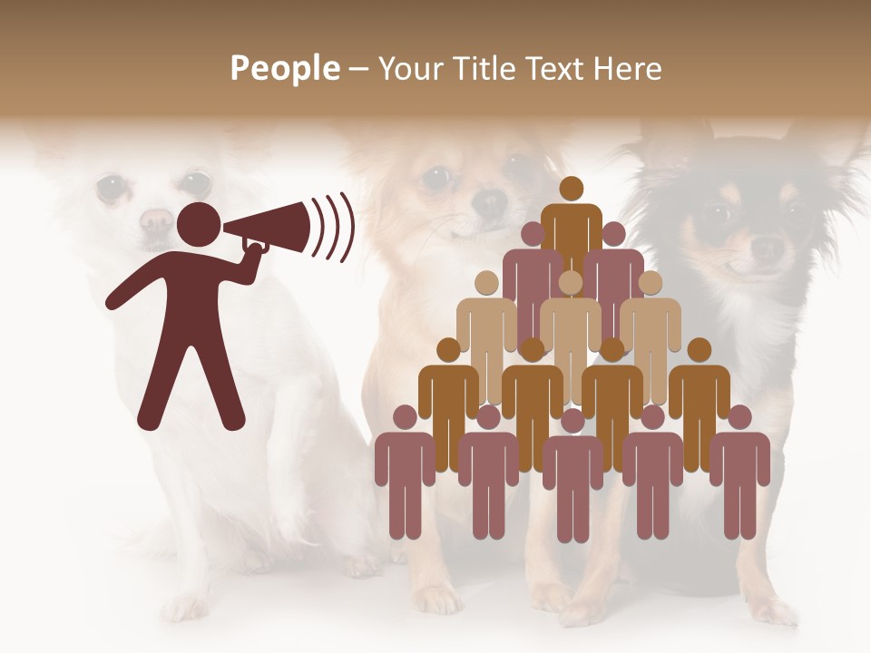 Chihuahua Dog On White Background PowerPoint Template