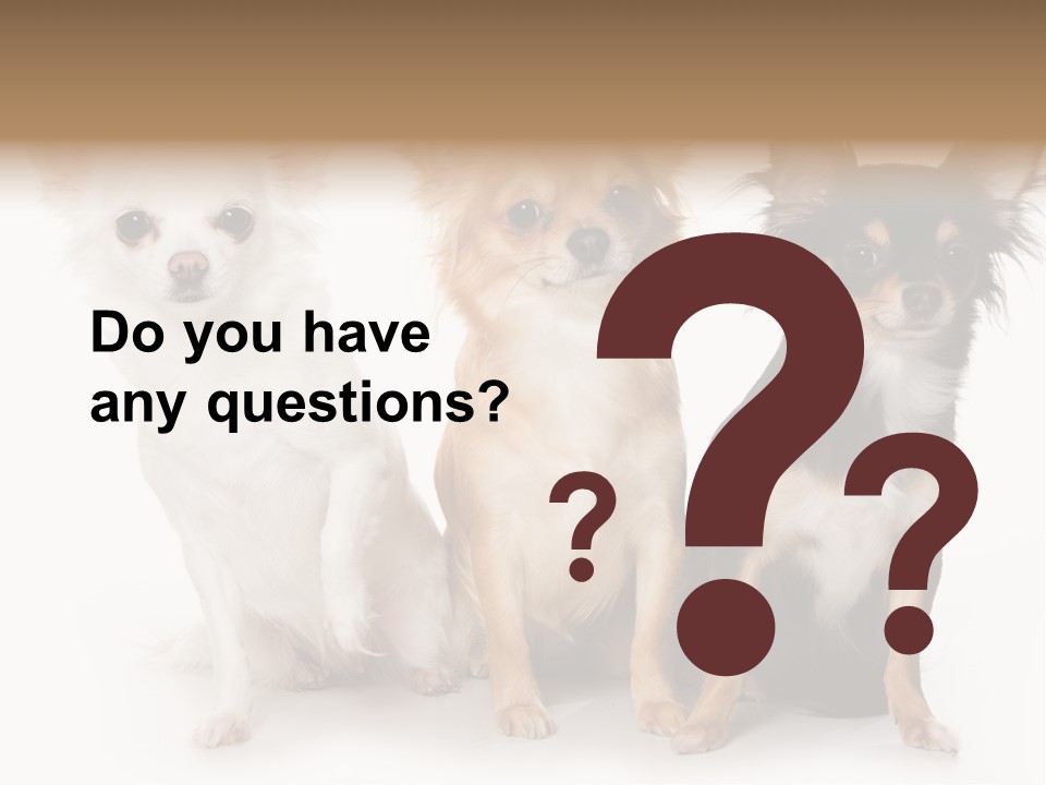 Chihuahua Dog On White Background PowerPoint Template