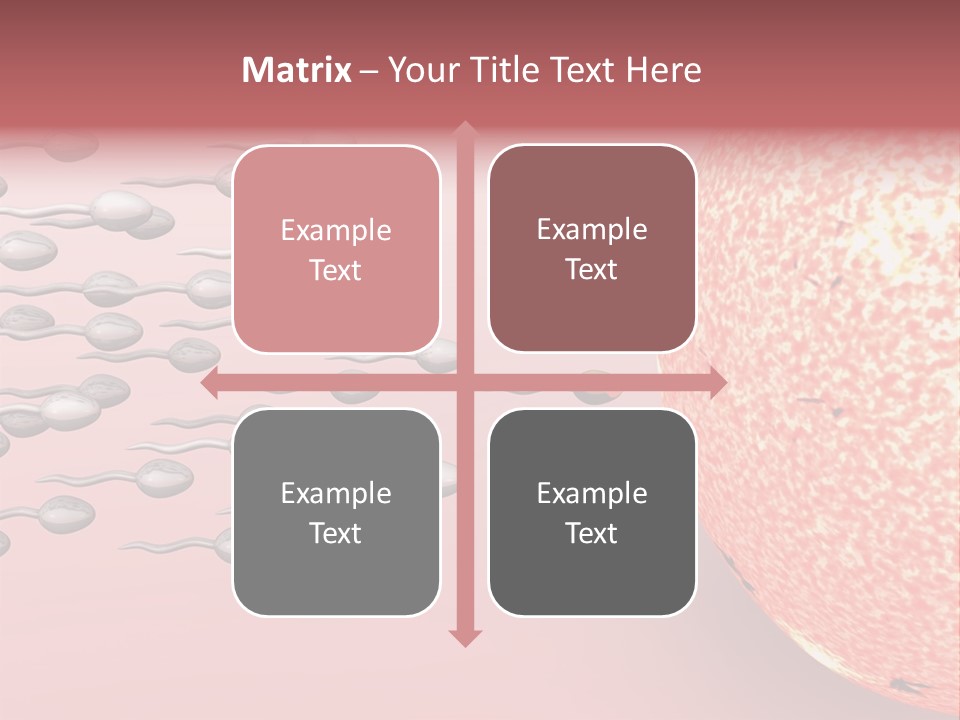 Cartoon Illustrating Male Sperm Cells Fertilizing A Female Egg PowerPoint Template