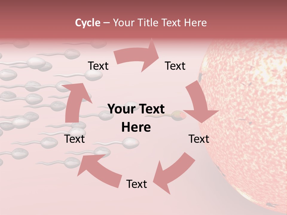 Cartoon Illustrating Male Sperm Cells Fertilizing A Female Egg PowerPoint Template