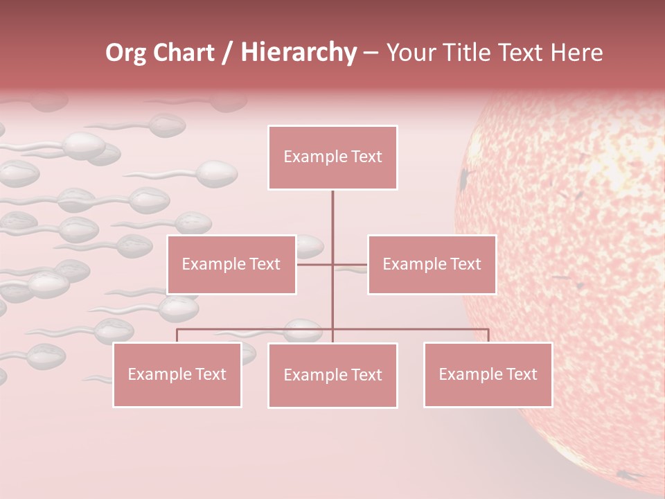 Cartoon Illustrating Male Sperm Cells Fertilizing A Female Egg PowerPoint Template