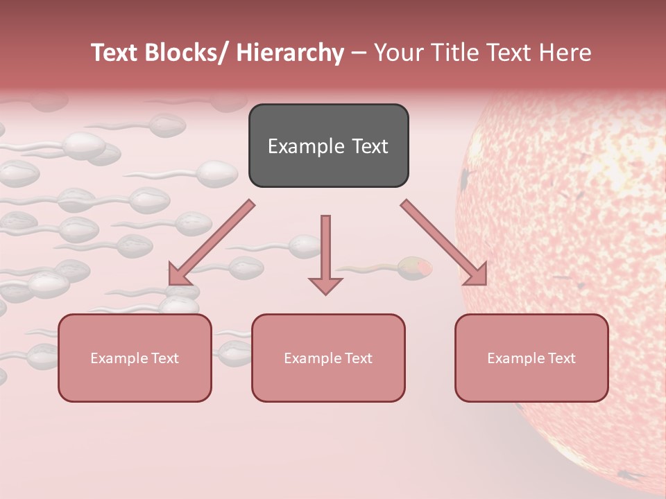 Cartoon Illustrating Male Sperm Cells Fertilizing A Female Egg PowerPoint Template