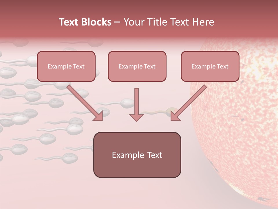 Cartoon Illustrating Male Sperm Cells Fertilizing A Female Egg PowerPoint Template