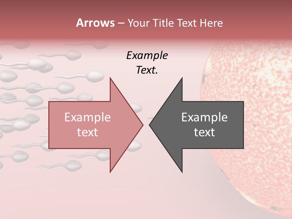Cartoon Illustrating Male Sperm Cells Fertilizing A Female Egg PowerPoint Template