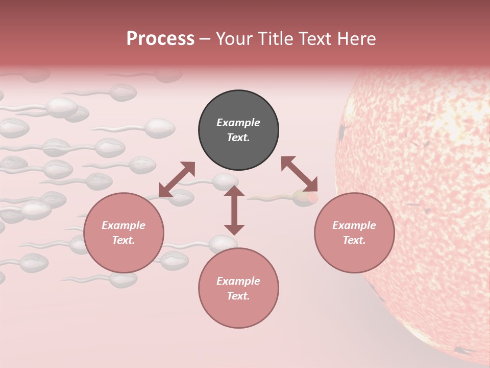 Cartoon Illustrating Male Sperm Cells Fertilizing A Female Egg PowerPoint Template