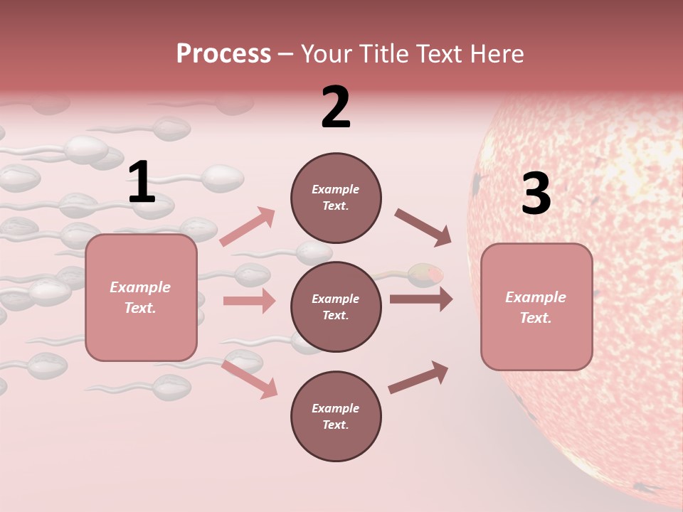 Cartoon Illustrating Male Sperm Cells Fertilizing A Female Egg PowerPoint Template