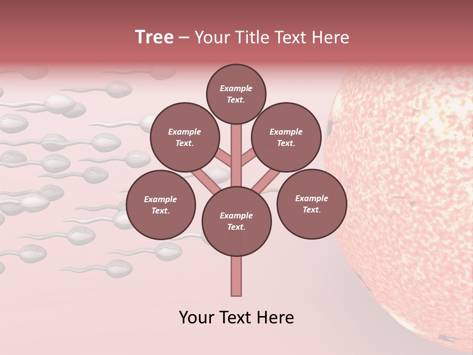 Cartoon Illustrating Male Sperm Cells Fertilizing A Female Egg PowerPoint Template