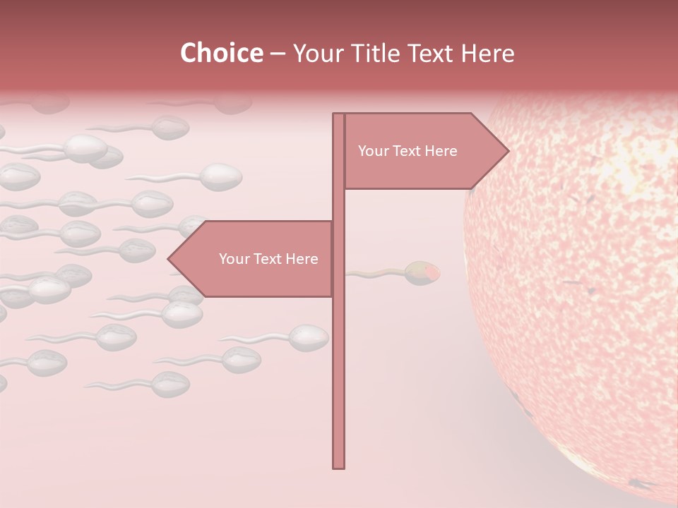 Cartoon Illustrating Male Sperm Cells Fertilizing A Female Egg PowerPoint Template