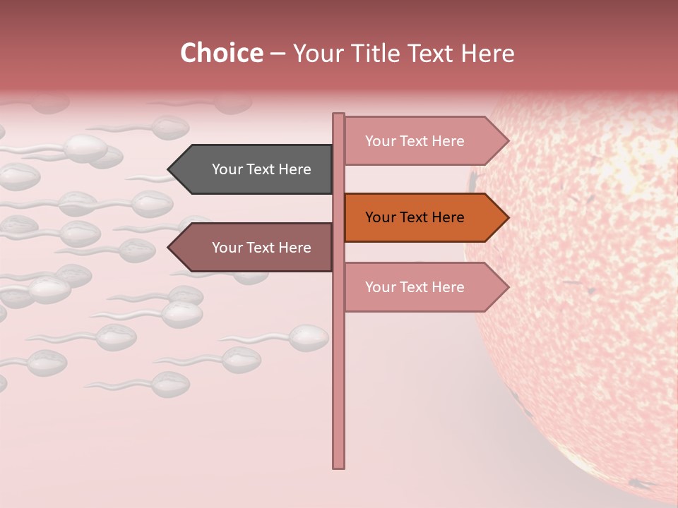 Cartoon Illustrating Male Sperm Cells Fertilizing A Female Egg PowerPoint Template