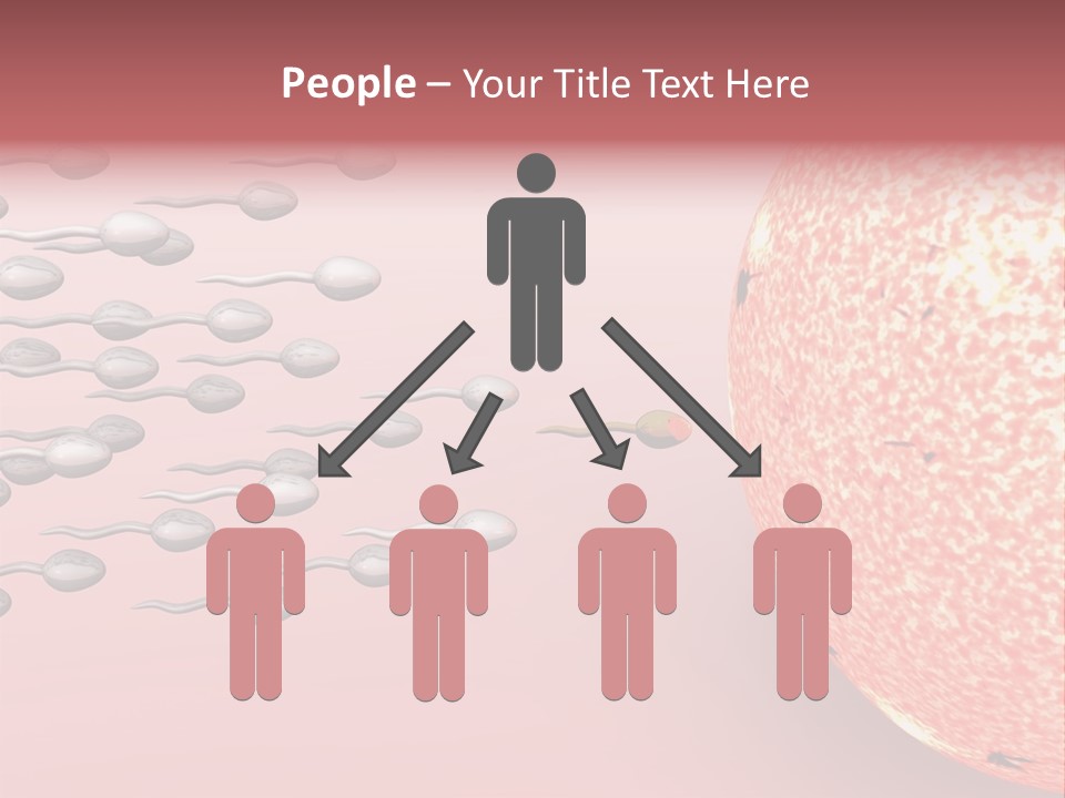 Cartoon Illustrating Male Sperm Cells Fertilizing A Female Egg PowerPoint Template