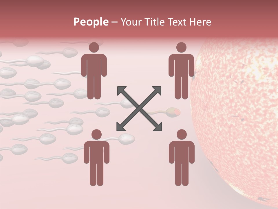 Cartoon Illustrating Male Sperm Cells Fertilizing A Female Egg PowerPoint Template