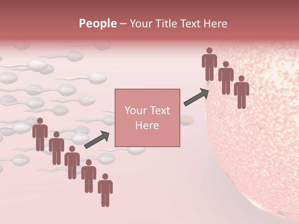 Cartoon Illustrating Male Sperm Cells Fertilizing A Female Egg PowerPoint Template