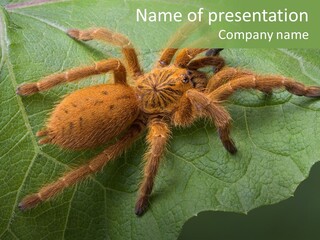 A Obt Tarantula Is Resting On A Leaf. PowerPoint Template