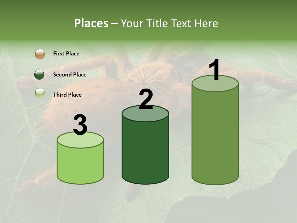 A Obt Tarantula Is Resting On A Leaf. PowerPoint Template