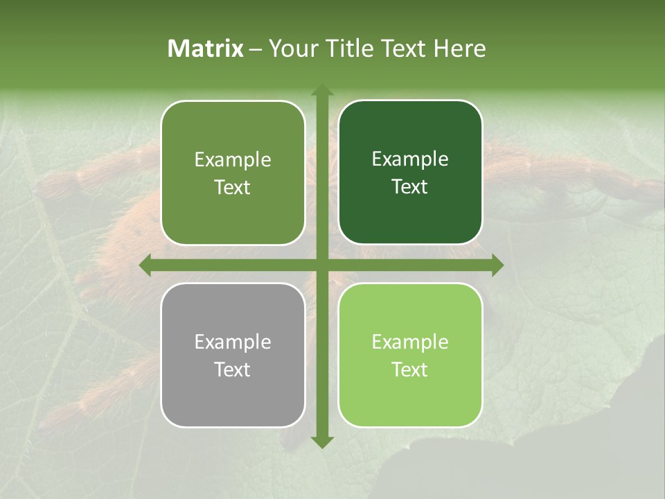 A Obt Tarantula Is Resting On A Leaf. PowerPoint Template