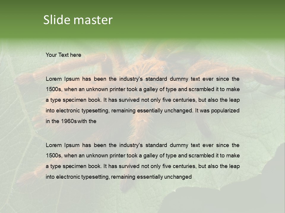 A Obt Tarantula Is Resting On A Leaf. PowerPoint Template