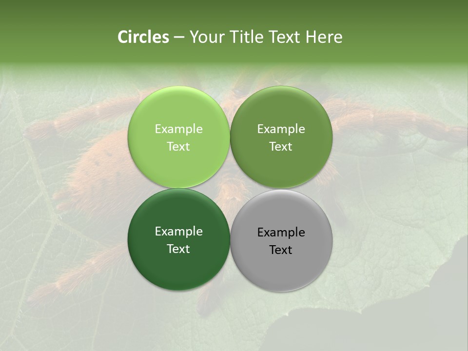 A Obt Tarantula Is Resting On A Leaf. PowerPoint Template