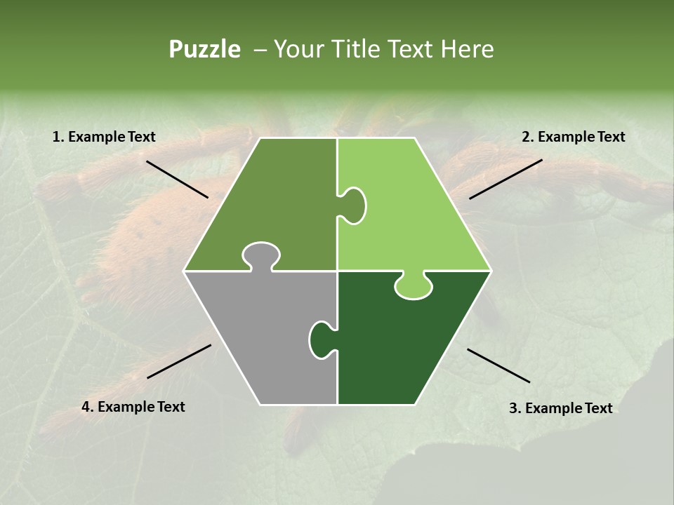 A Obt Tarantula Is Resting On A Leaf. PowerPoint Template