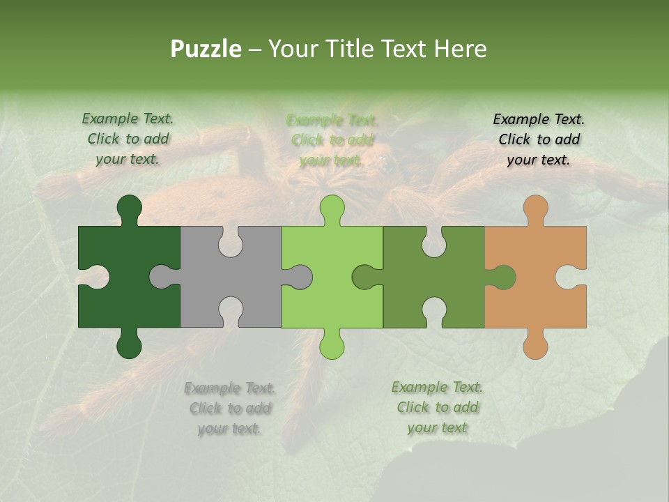 A Obt Tarantula Is Resting On A Leaf. PowerPoint Template