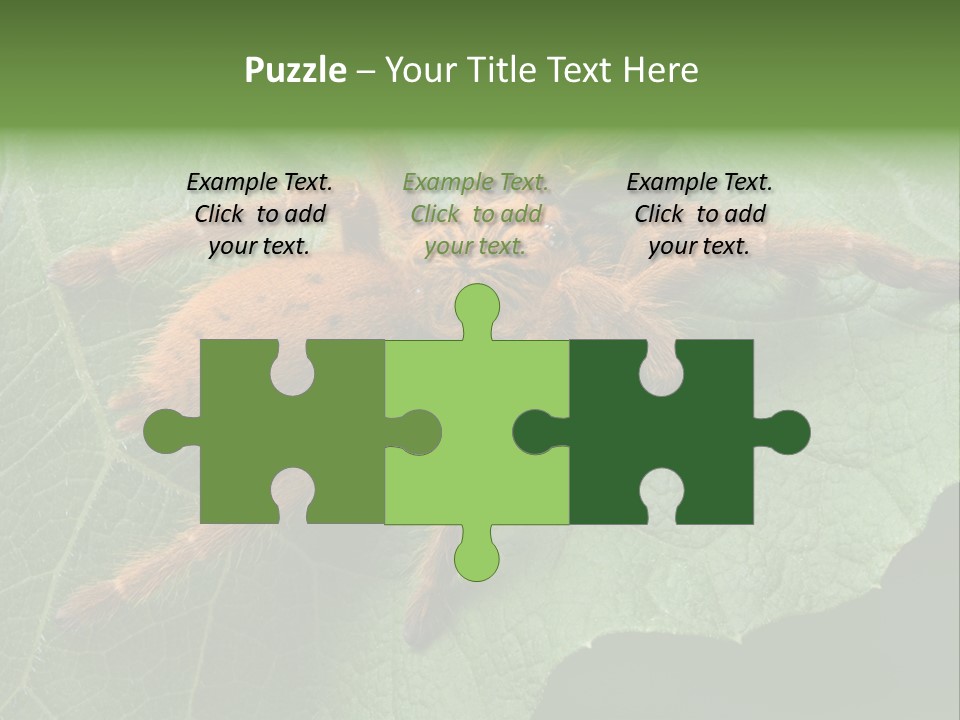 A Obt Tarantula Is Resting On A Leaf. PowerPoint Template