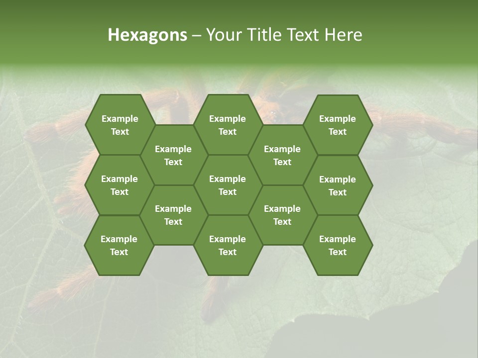 A Obt Tarantula Is Resting On A Leaf. PowerPoint Template