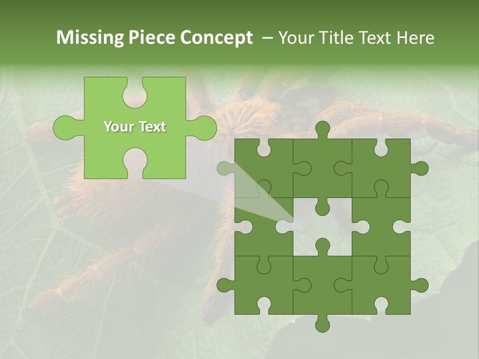 A Obt Tarantula Is Resting On A Leaf. PowerPoint Template