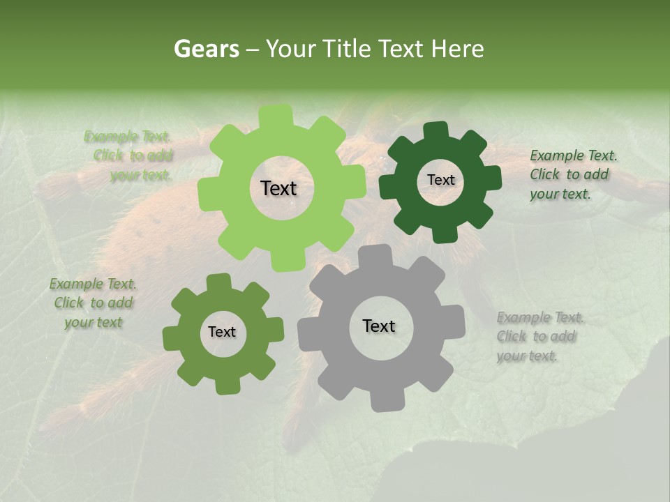 A Obt Tarantula Is Resting On A Leaf. PowerPoint Template