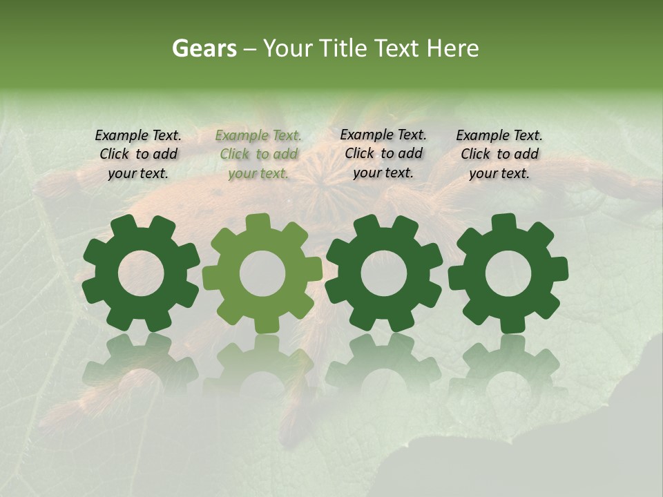 A Obt Tarantula Is Resting On A Leaf. PowerPoint Template