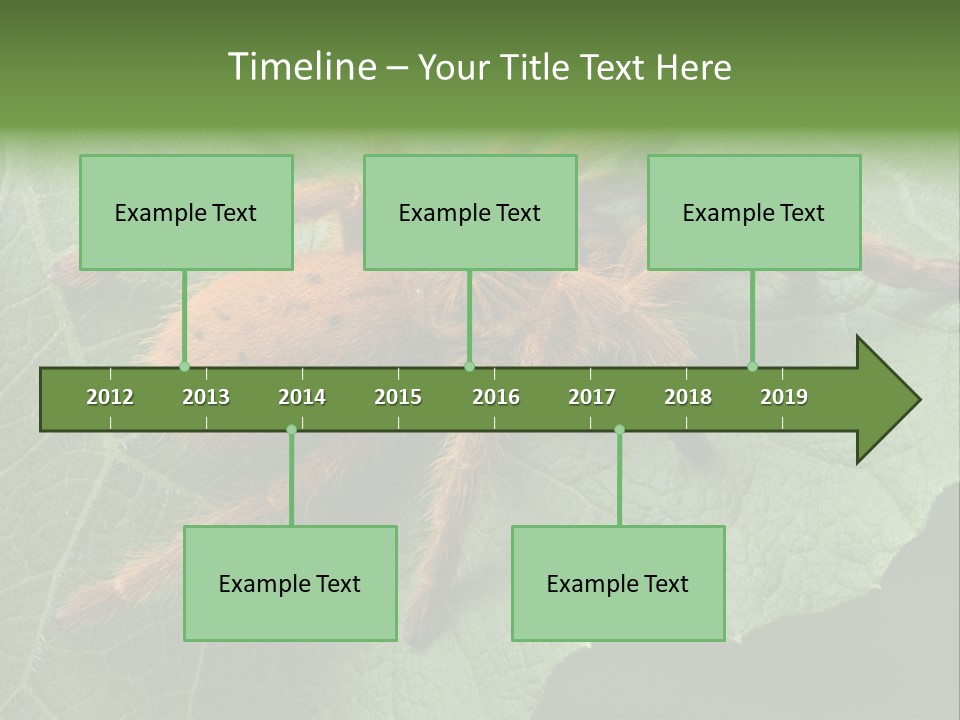 A Obt Tarantula Is Resting On A Leaf. PowerPoint Template