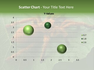 A Obt Tarantula Is Resting On A Leaf. PowerPoint Template