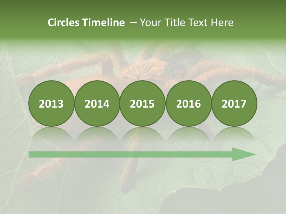 A Obt Tarantula Is Resting On A Leaf. PowerPoint Template