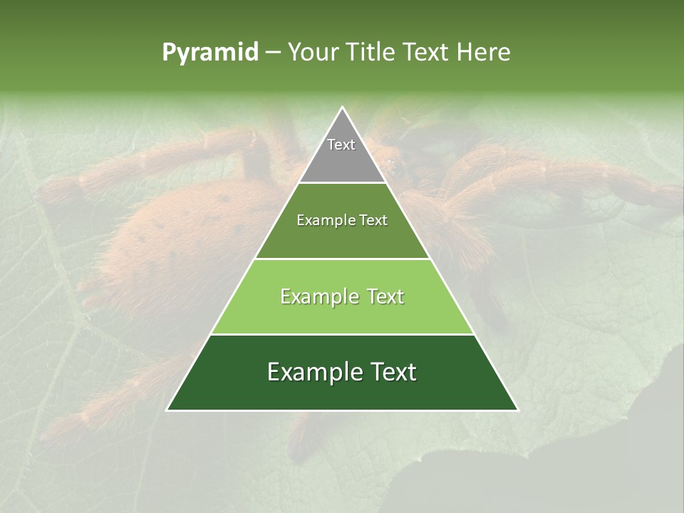 A Obt Tarantula Is Resting On A Leaf. PowerPoint Template