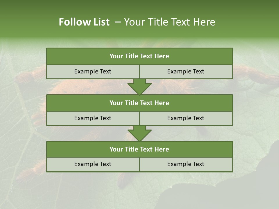 A Obt Tarantula Is Resting On A Leaf. PowerPoint Template